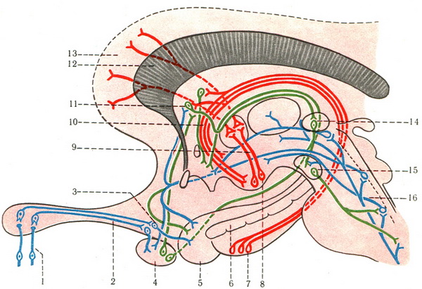 схема провідного шляху нюхового аналізатора