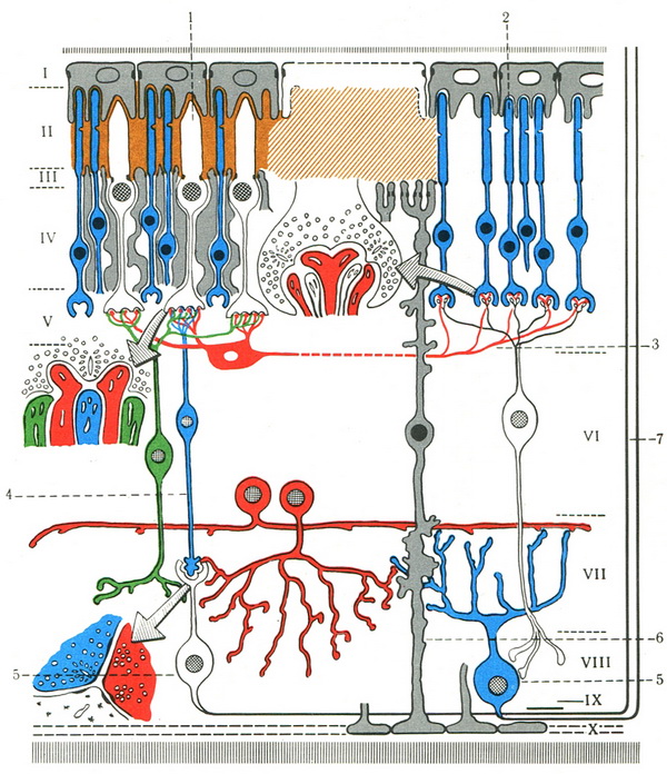 схема будови і зв'язків сітківки ока