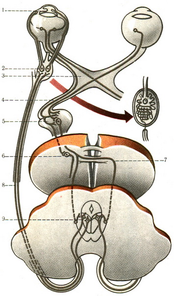 схема провідного шляху зіничного рефлексу