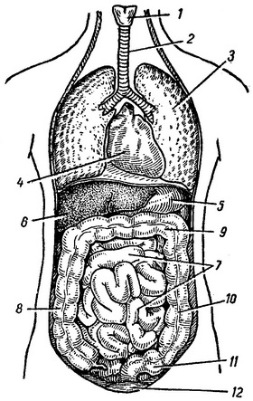 загальний вигляд розташування нутрощів