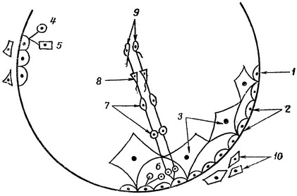 схема сперматогенезу в насінних канальцях