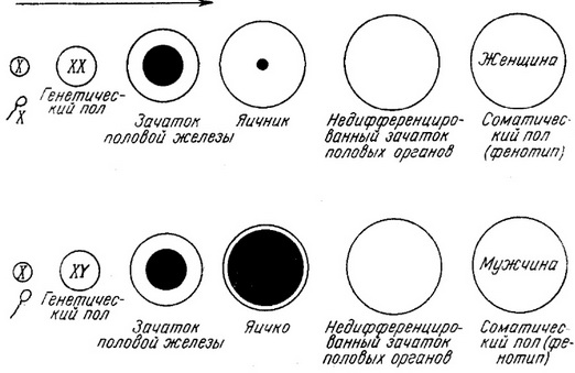 визначення статі