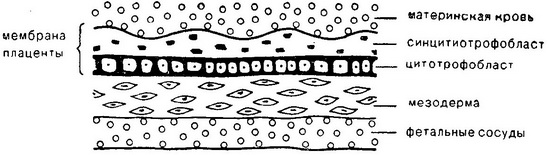 морфологічний субстрат плацентарного бар'єру