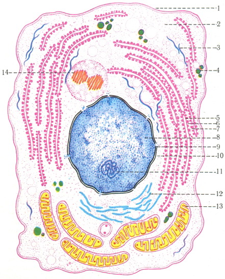 схема субмикроскопического будови фіксованого клітини