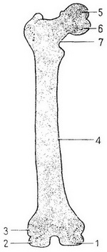 довга стегнова трубчаста кістка