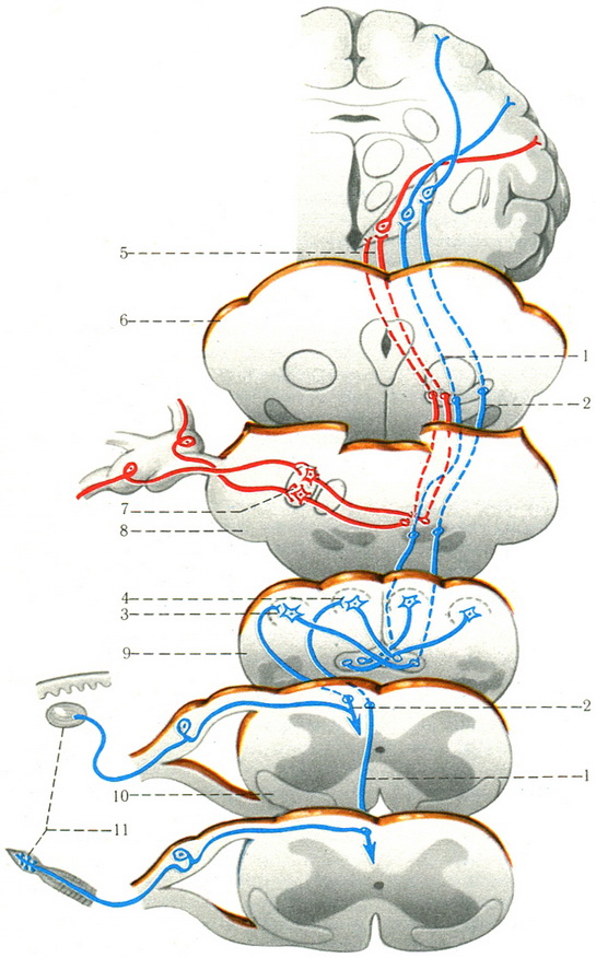 схема пропріоцептивних провідних шляхів трійчастого нерва
