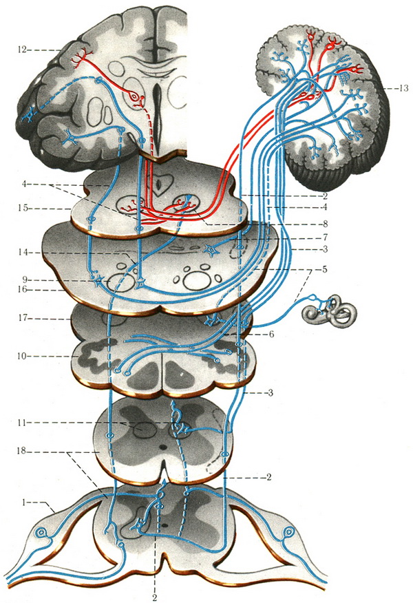 проприоцептивные шляху