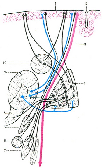 зв'язок кори головного мозку з базальними ядрами