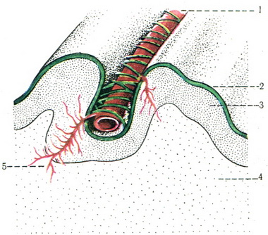 схема розташування кровоносної судини в звивинах мозку