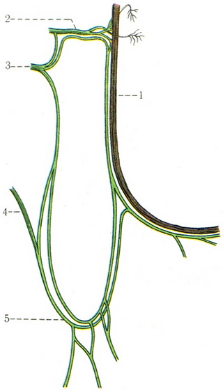 ставлення шийних нервів до подъязычному нерву