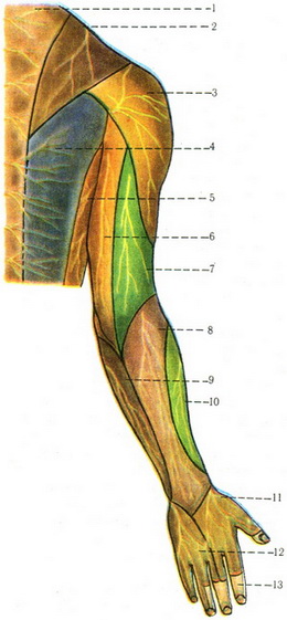 схема іннервації шкіри верхньої кінцівки і плечового пояса