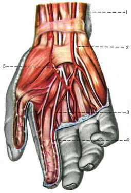 нерви долонній поверхні кисті