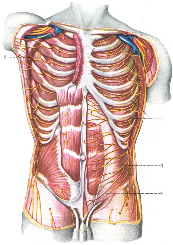 нерви грудей і передньої черевної стінки