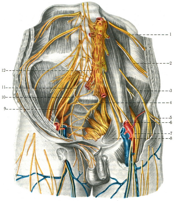 поперекові й крижові сплетіння