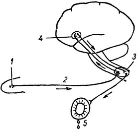 схема безумовного слюновидільному рефлексу