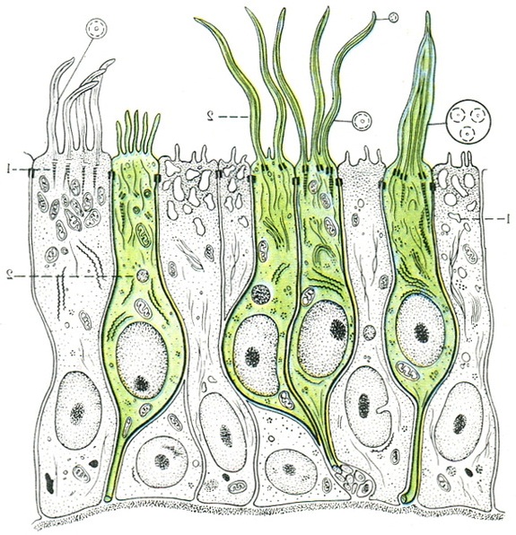 нюхові клітини у водного тварини