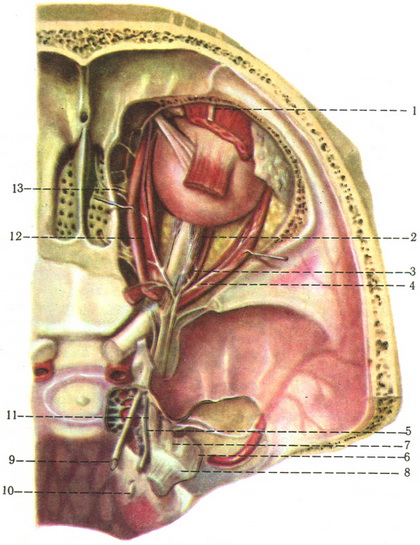 нерви правої очниці
