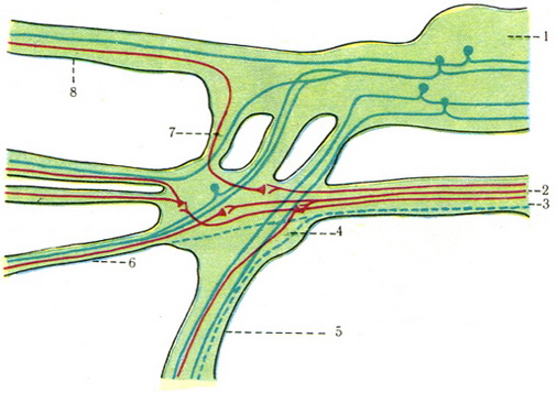 схема будови крылонебного сайту