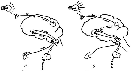 схема утворення умовного слюновидільному рефлексу