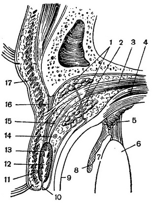 топографія верхньої повіки