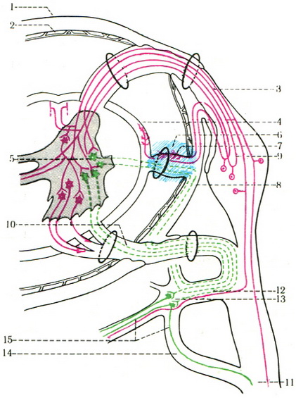 схема вегетативної рефлекторної дуги