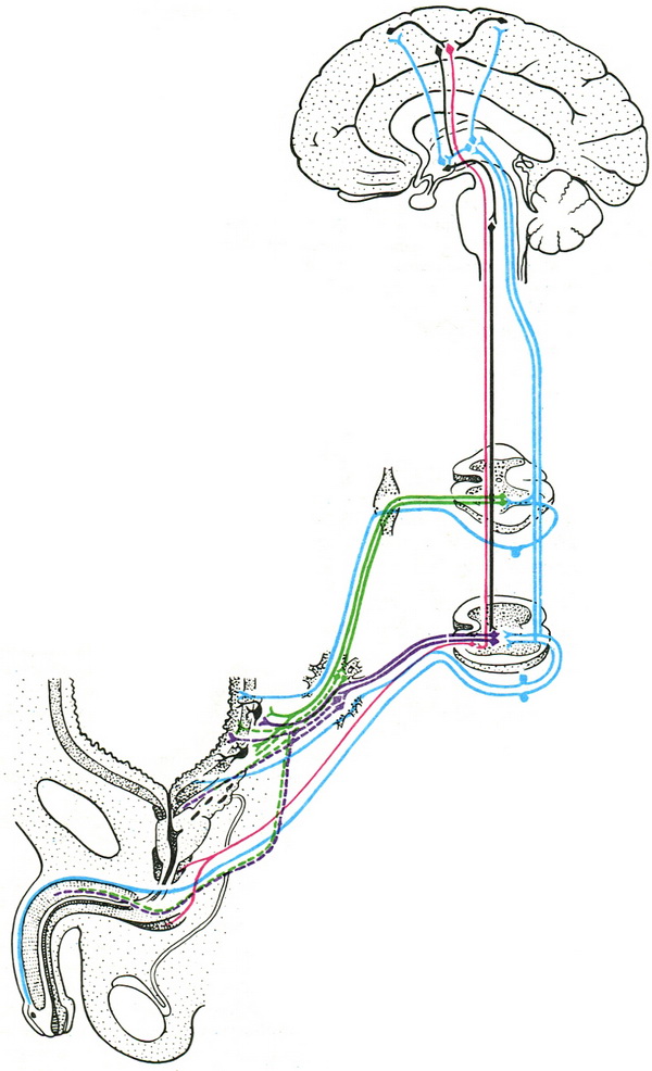 іннервація сечостатевих органів