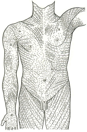 напрямок ліній шкіри