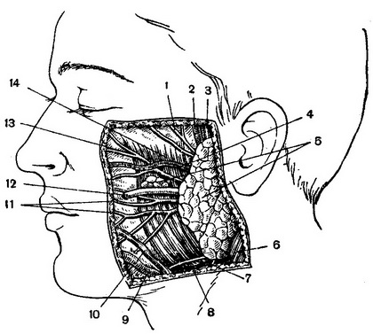 топографія привушно-жувальної області