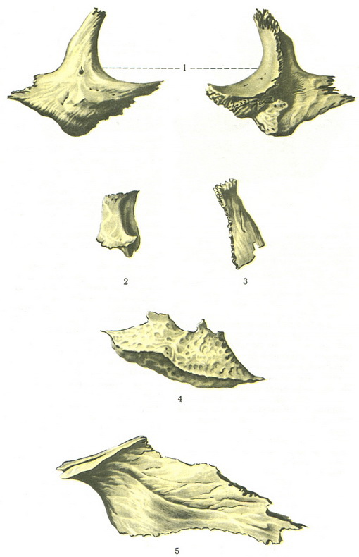 дрібні кістки лицевого черепа