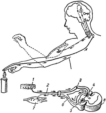 рефлекторна дуга