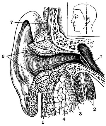 фронтальне переріз слухового проходу і привушної слинної залози