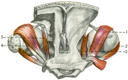 зовнішні м'язи очного яблука