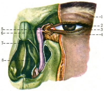 віки і слізний апарат ока