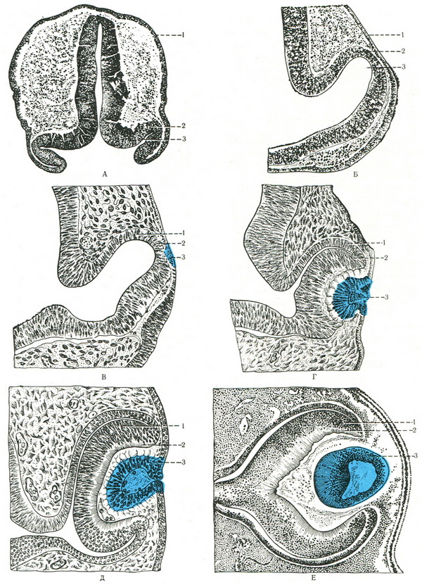 розвиток очної чаші і кришталика