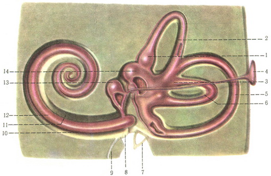 кістковий і перетинчастий лабіринти