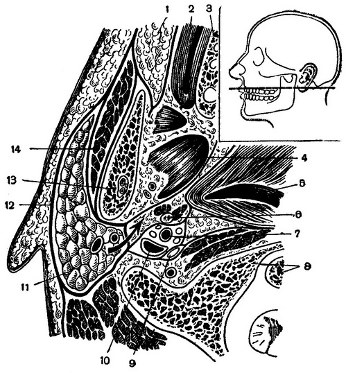 привушно-жувальна область і навкологлотковий простір (горизонтальний розпил)