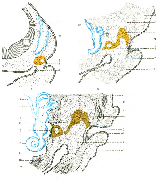 стадії розвитку порожнини середнього вуха і слухових кісточок