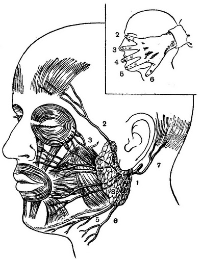 топографія гілок лицьового нерва
