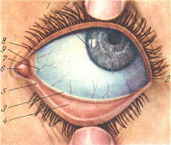 очна щілина