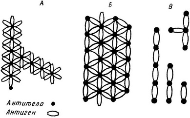 схема комплексу антиген - антитіло