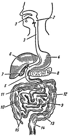 схема будови травної системи
