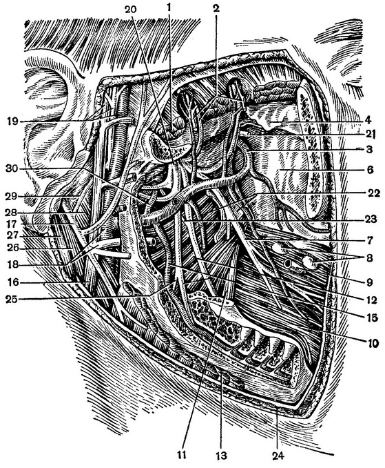 топографія глибокої ділянки лиця