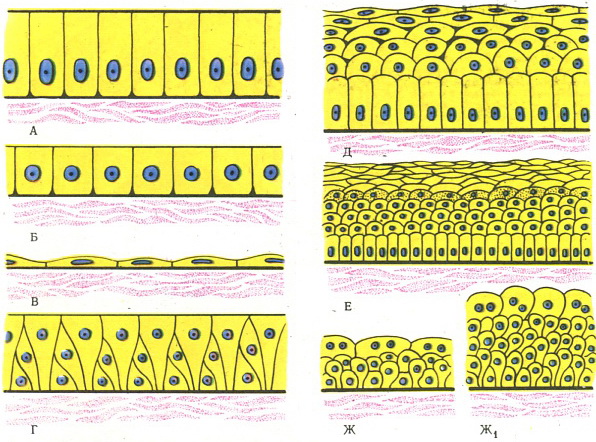 схема будови епітелію