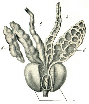 передміхурова залоза і насінні бульбашки