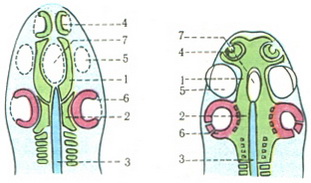 закладка пластинок черепа