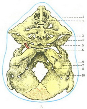 хрящове основу черепа