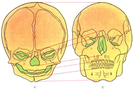 череп новонародженого пропорції
