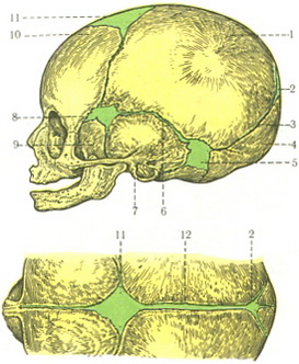 череп новонародженого