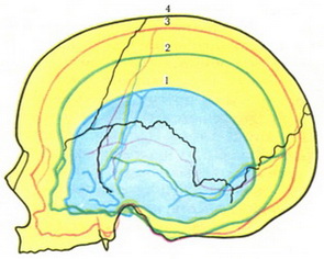 розвиток відділів черепа у віковому плані