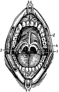 м'яке піднебіння та піднебінні
мигдалини